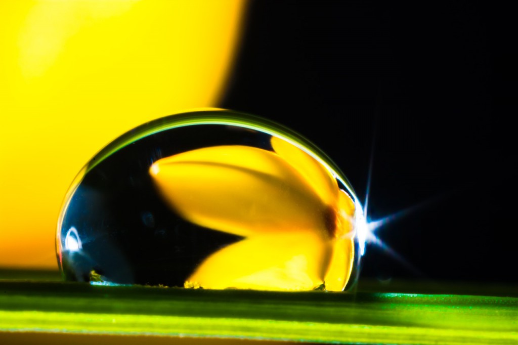 Flores de Bach, una cura para