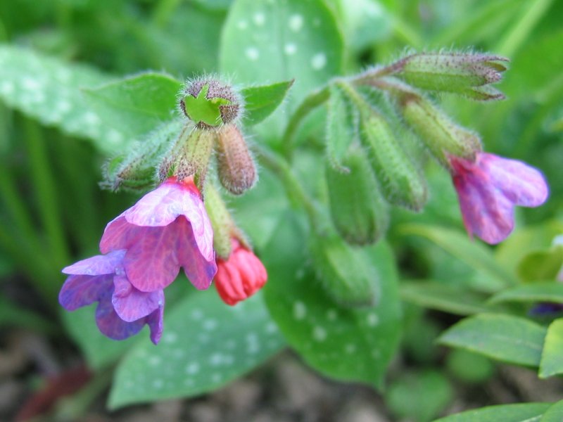 Pulmonaria