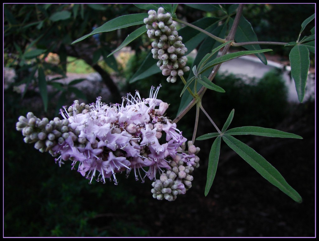 Vitex agnus castus