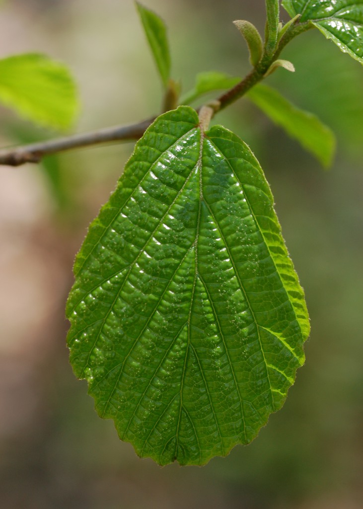 Hamamelis