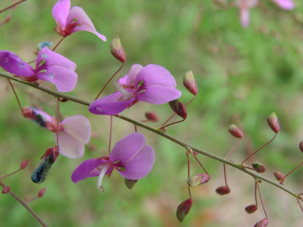 Desmodium