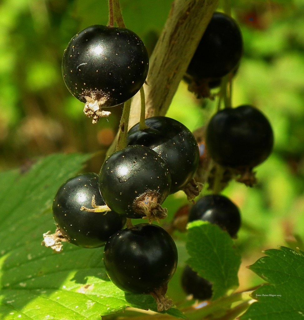 Grosellero negro