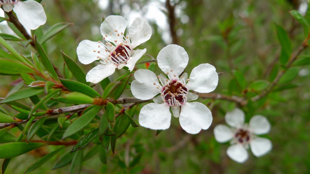 Árbol de té