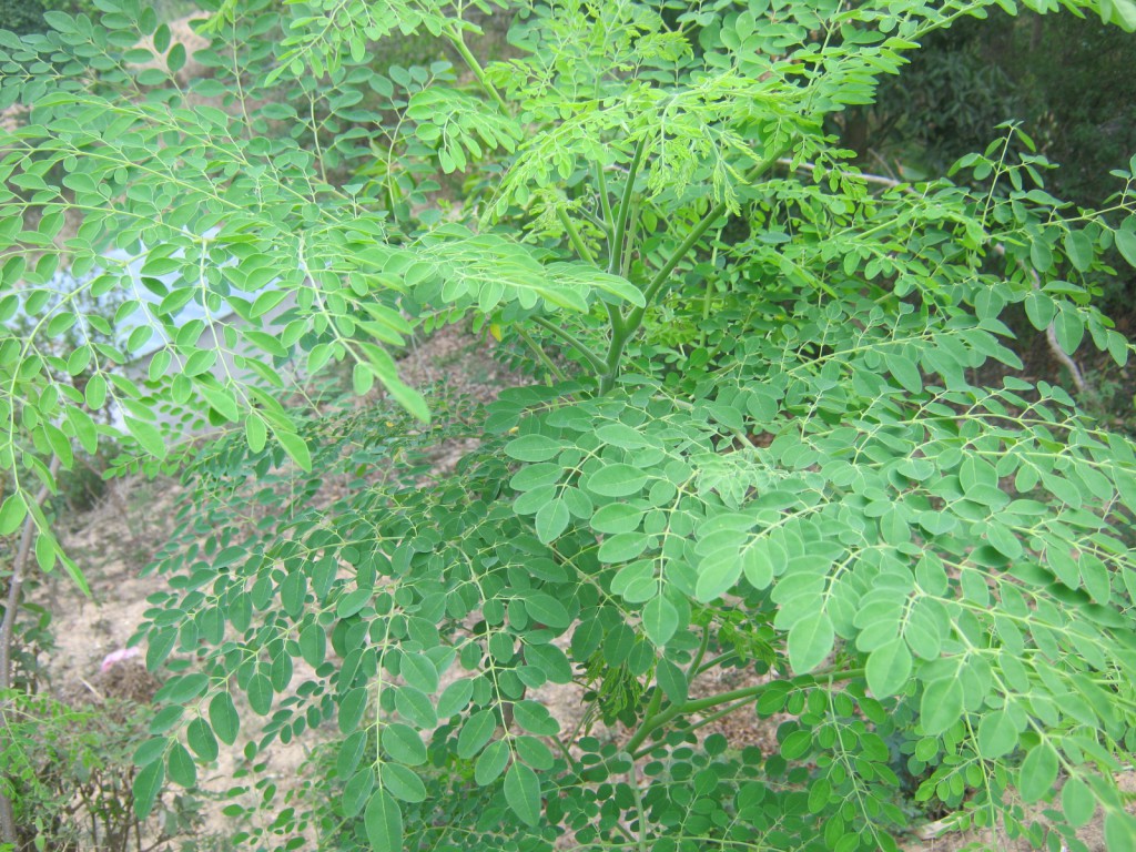 Moringa