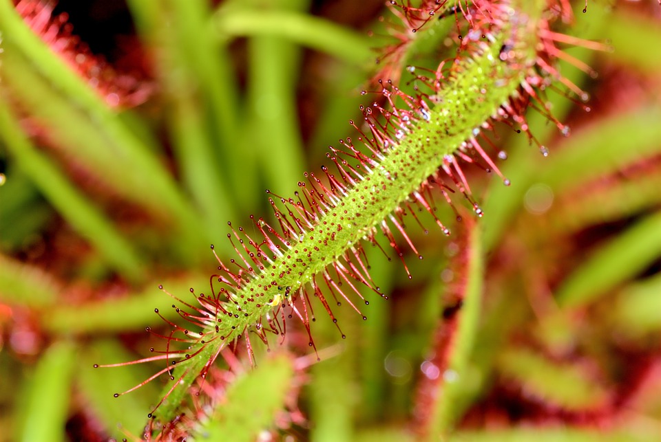 Drosera