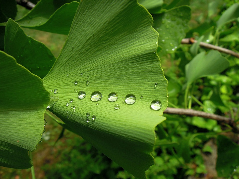 Extracto de Ginkgo Biloba una ayuda contra el envejecimiento cerebral